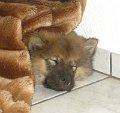 filou (4)